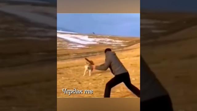 Attack of the wolves. Attack of the wolves.