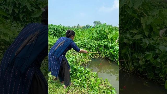 Fishing video | beautiful girl fishing using hooks in the canal in beautiful nature #fishingmethod Fishing video | beautiful girl fishing using hooks in the canal in beautiful nature #fishingmethod