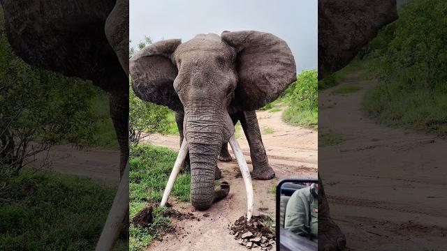Elephant big tusker crushes ground in powerful display Elephant big tusker crushes ground in powerful display