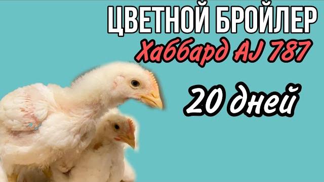 Цветной бройлер хаббард 787 20 дней Цветной бройлер хаббард 787 20 дней