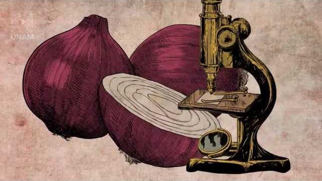 Postulados de la teoría celular, biología Postulados de la teoría celular, biología