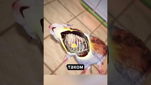 Почему твой хомяк может быть жив? Почему твой хомяк может быть жив?