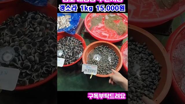 "대명항 수산시장" 갱소라,모시조개,바지락 가격은? "대명항 수산시장" 갱소라,모시조개,바지락 가격은?