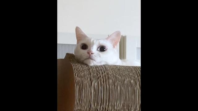 【豆漿俊榮短片】竟然拍到...貓咪打嗝的瞬間!! 【豆漿俊榮短片】竟然拍到...貓咪打嗝的瞬間!!