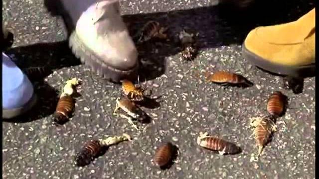 Starship troopers - do your part - kids squashing bugs Starship troopers - do your part - kids squashing bugs