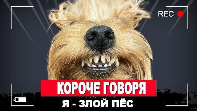Короче говоря, я злой пёс Короче говоря, я злой пёс