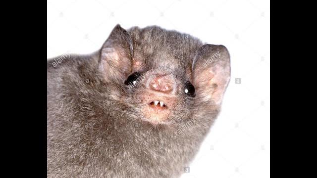 Draculin Draculin