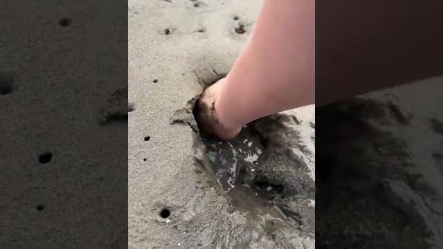 These really live under the sand! #shorts These really live under the sand! #shorts