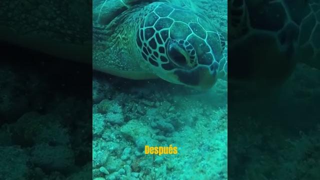 Amazing world-“los secretos del océano: un viaje a través de la vida marina” #amazingworld #animales Amazing world-“los secretos del océano: un viaje a través de la vida marina” #amazingworld #animales