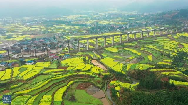 China's bullet train running over rape flower fields China's bullet train running over rape flower fields