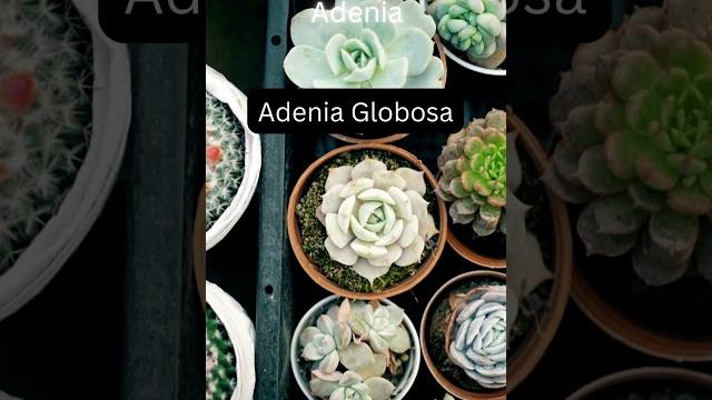 Top 3 species of adenia Top 3 species of adenia