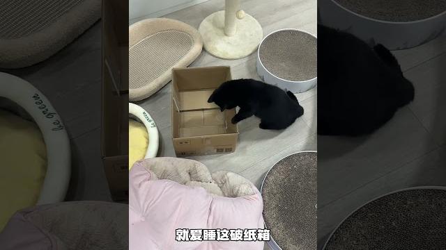 【#一只黑糖啵啵】大家来猜猜我家客厅为什么有个马桶? #黑猫 #帕特 #帕特兔小勺 #万物可爱计划 【#一只黑糖啵啵】大家来猜猜我家客厅为什么有个马桶? #黑猫 #帕特 #帕特兔小勺 #万物可爱计划