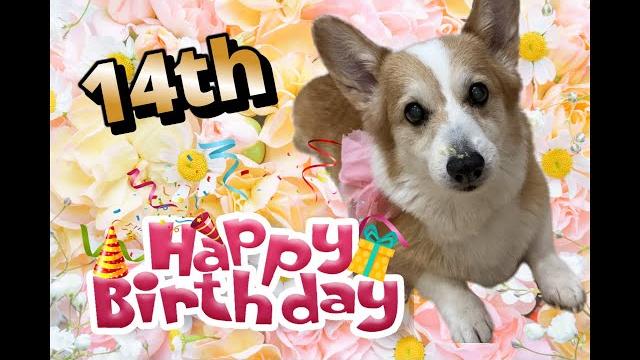 【blog】キティさんの日常#23 14th birthday!! 【blog】キティさんの日常#23 14th birthday!!