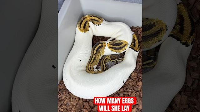 How many eggs will my ball python lay!? How many eggs will my ball python lay!?