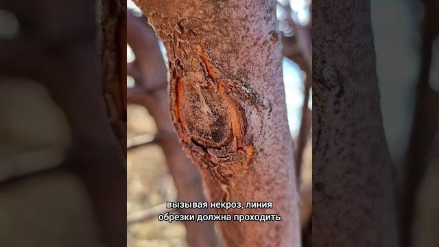 Как правильно делать срез? #сад #дача #газон #цветы Как правильно делать срез? #сад #дача #газон #цветы