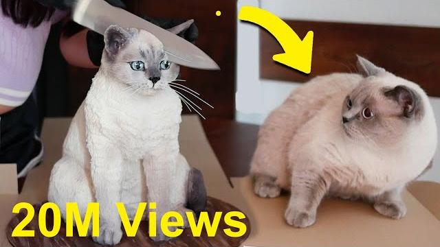 Cat reaction to cake that is similar to cat Cat reaction to cake that is similar to cat