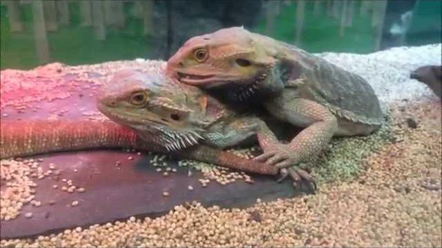 Bearded dragons mating Bearded dragons mating