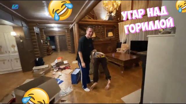 Хазяева угарают над данилой гориллой Хазяева угарают над данилой гориллой