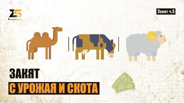 Как рассчитать закят с урожая и скота? Как рассчитать закят с урожая и скота?