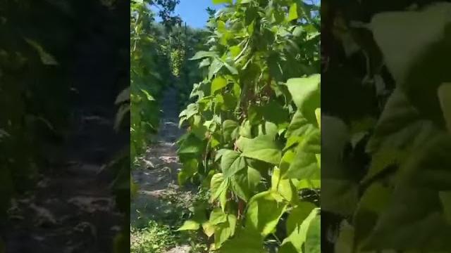 How to grow same//relaxing fruit cutting skills and amazing fruit 0777 cutting #shorts #fruits How to grow same//relaxing fruit cutting skills and amazing fruit 0777 cutting #shorts #fruits