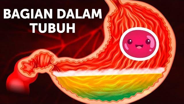 Perjalanan makanan di dalam tubuh Perjalanan makanan di dalam tubuh