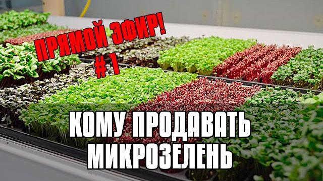 Прямая трансляция бизнес на микрозелени - с чего начать продажи - кому продавать микрозелень новичку Прямая трансляция бизнес на микрозелени - с чего начать продажи - кому продавать микрозелень новичку
