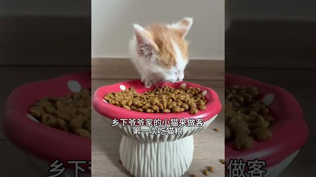 【#雪球日记】小猫:宣!仙品! #猫 #小猫 【#雪球日记】小猫:宣!仙品! #猫 #小猫