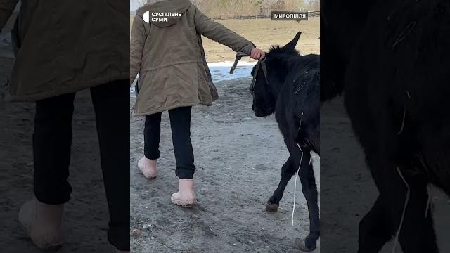 Маштабна евакуація тварин з прикордоння #shorts #евакуаціятварин #евакуація #обстріли #миропілля Маштабна евакуація тварин з прикордоння #shorts #евакуаціятварин #евакуація #обстріли #миропілля