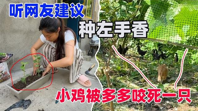 听说左手香可以防蚊,不知有没有用,小鸡刚搬入新家就遇灭顶之灾,多多把它们当猎物了 听说左手香可以防蚊,不知有没有用,小鸡刚搬入新家就遇灭顶之灾,多多把它们当猎物了