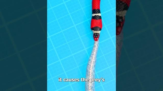 How snakes eat other snakes How snakes eat other snakes