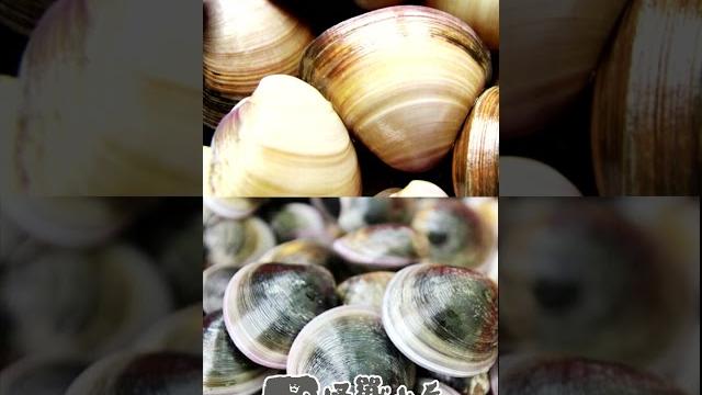 踩在沙灘上為什麼一直噴水? #shorts #趕海 #挖蛤蜊 踩在沙灘上為什麼一直噴水? #shorts #趕海 #挖蛤蜊