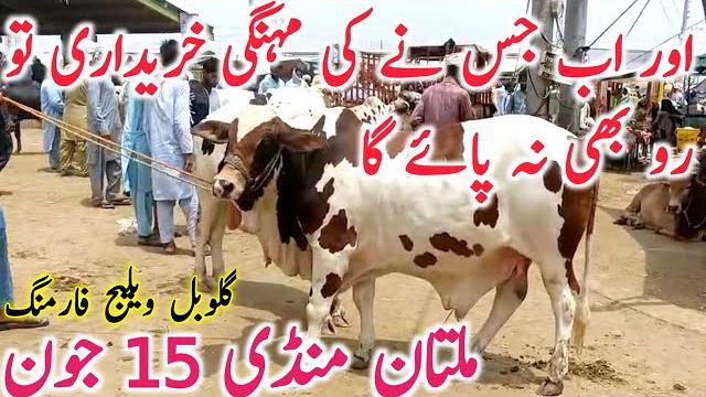 Today fresh multan cow mandi video multan khere bachre | cholistani || global village farming Today fresh multan cow mandi video multan khere bachre | cholistani || global village farming