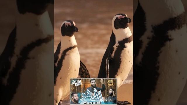 Allah hoo allah hoo | ye zameen jab na thi | lyrical video with amazing scenes | owais raza mustafai Allah hoo allah hoo | ye zameen jab na thi | lyrical video with amazing scenes | owais raza mustafai