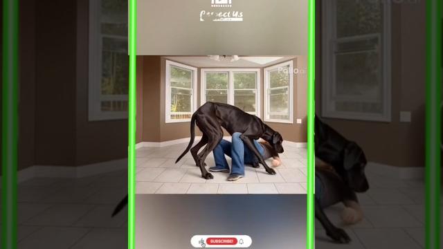 Huge dog having sex with beautiful woman #watchdog #dog #dogs #dogsound #كلب_شرس #barkingdog #dogsho Huge dog having sex with beautiful woman #watchdog #dog #dogs #dogsound #كلب_شرس #barkingdog #dogsho