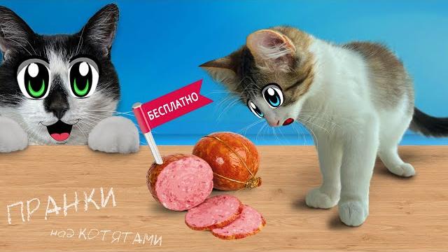 Пранки над котятами! смешные котики юги и яни разыграны! кот малыш и кошка мурка и новые приколы Пранки над котятами! смешные котики юги и яни разыграны! кот малыш и кошка мурка и новые приколы