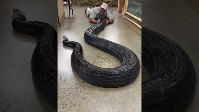 Big beautiful mama reticulated python #mama #snake #wow #beautiful Big beautiful mama reticulated python #mama #snake #wow #beautiful