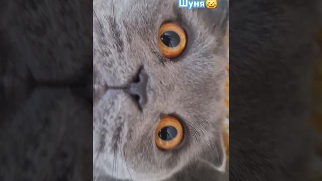 #cat #шуня #live #жизнь#красивыефразы#catlive#shorts #cat #шуня #live #жизнь#красивыефразы#catlive#shorts