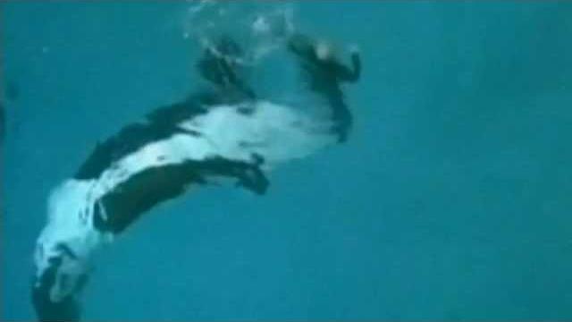 Killer whale drags trainer underwater at seaworld, san diego Killer whale drags trainer underwater at seaworld, san diego