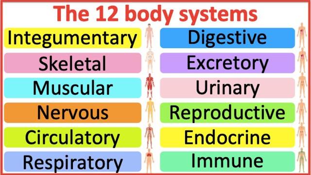 12 organ systems | roles & functions | easy science lesson 12 organ systems | roles & functions | easy science lesson