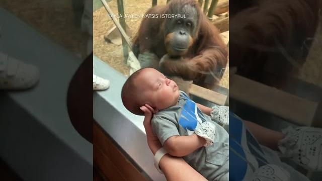Curious orangutan taps glass, inspects baby at louisville zoo Curious orangutan taps glass, inspects baby at louisville zoo