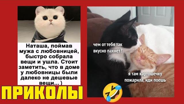 Не учите меня жить, лучше покажите котиков! мемы, которые рвут интернет! приколы смешные картинки Не учите меня жить, лучше покажите котиков! мемы, которые рвут интернет! приколы смешные картинки