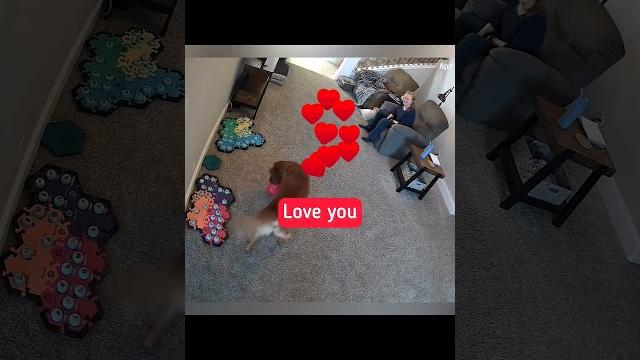 Amazing talking dog ️requests his favorite things and shows gratitude! #dog #animals #smartdog Amazing talking dog ️requests his favorite things and shows gratitude! #dog #animals #smartdog