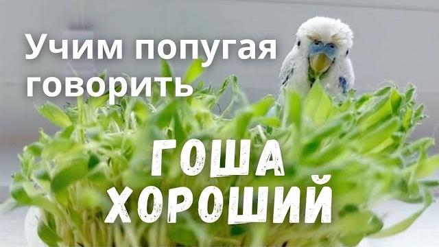 Учим попугая говорить гоша хороший Учим попугая говорить гоша хороший