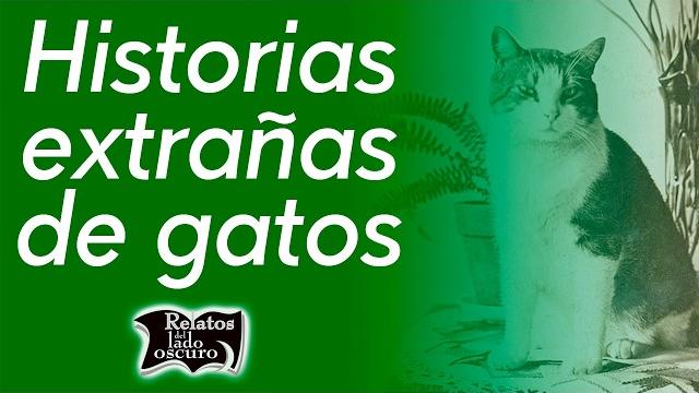 Historias extrañas de gatos | relatos del lado oscuro Historias extrañas de gatos | relatos del lado oscuro