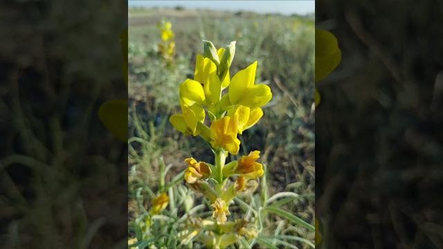 Flowers of our steppe.they are all unusual and magical.please subscribe #america #usa #channel Flowers of our steppe.they are all unusual and magical.please subscribe #america #usa #channel