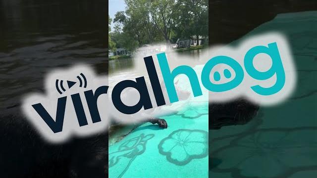 Piranha pup nips at toes || viralhog Piranha pup nips at toes || viralhog