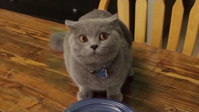 Cat doesn't finish vegetables Cat doesn't finish vegetables