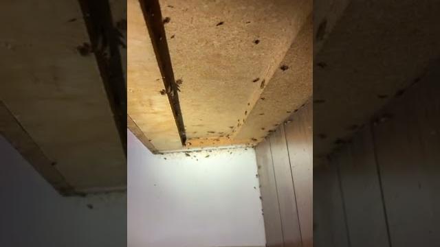 Do you have cockroaches in your kitchen? Do you have cockroaches in your kitchen?
