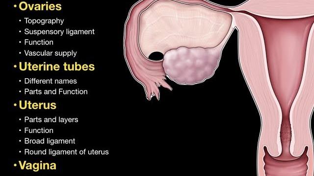 01.female repro system. pelvic organs 01.female repro system. pelvic organs