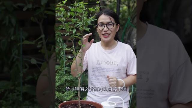好吃到不吐籽的石榴,在家自己種~ 好吃到不吐籽的石榴,在家自己種~